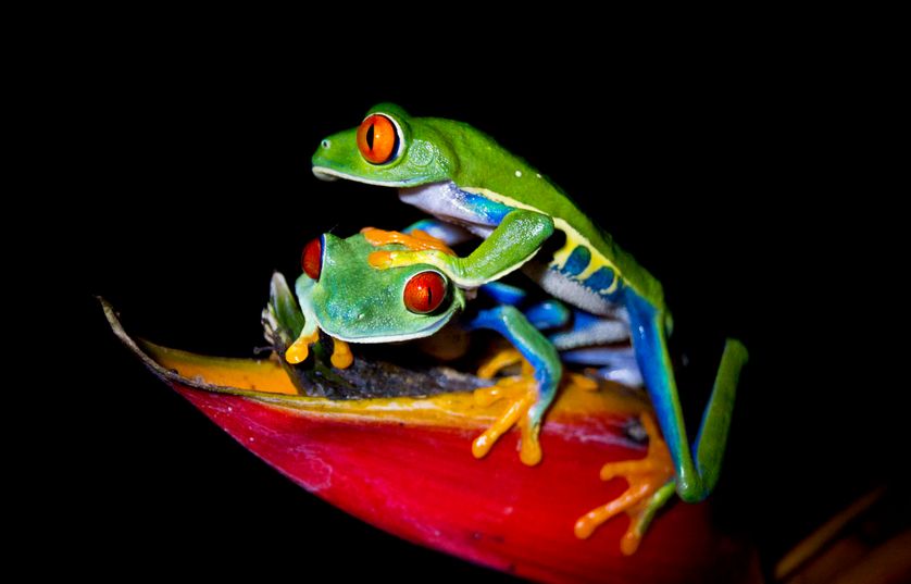 #Écologieetenvironnement #Documentairesdesociété L’intensité animale des nuits tropicales: Sous les tropiques, le crépuscule dure un bref instant et très rapidement les forêts se gorgent des sons d’animaux qui atteignent parfois un volume… dlvr.it/SPlnqB @franceculture