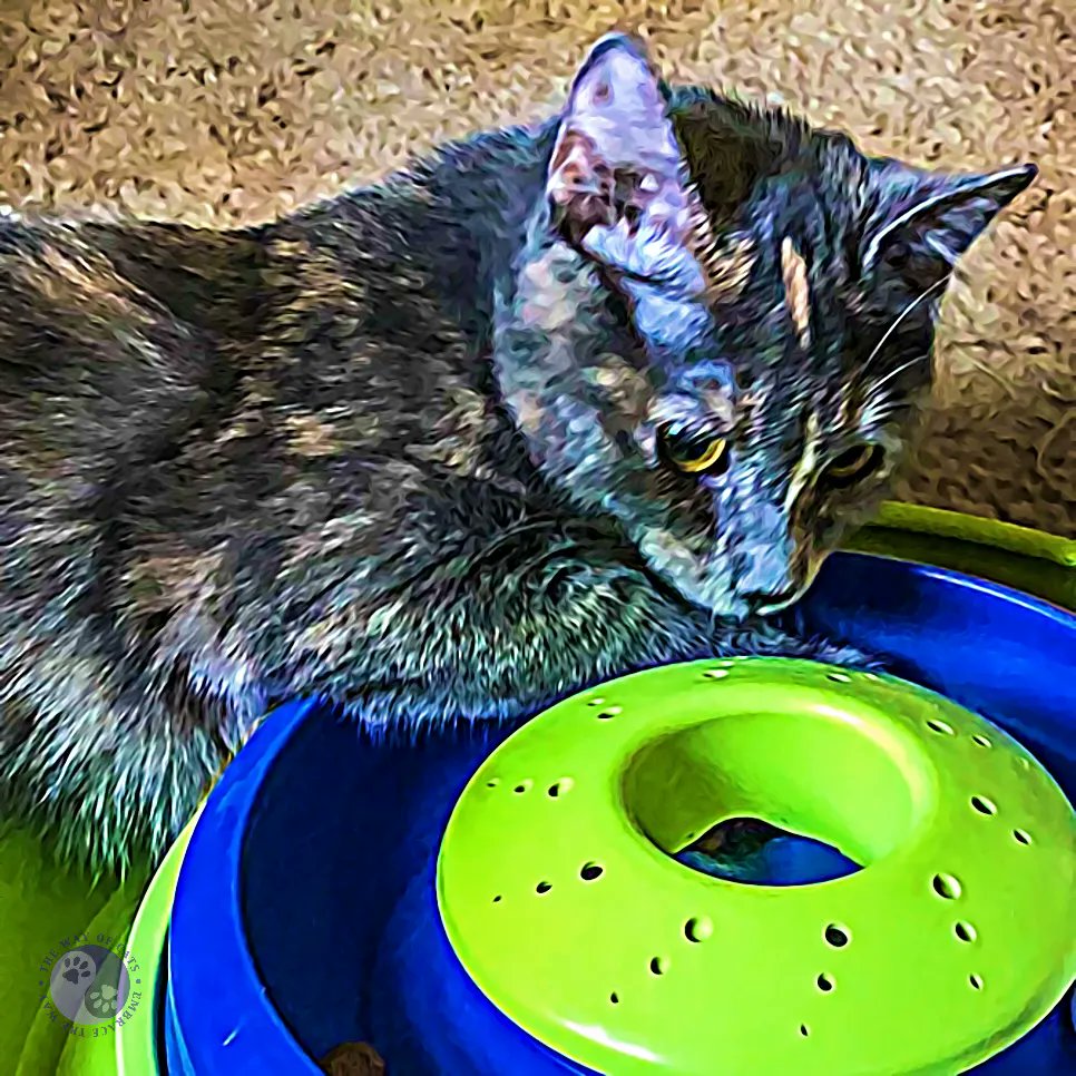 WayofCats's tweet image. Use 🎧 NEW POST! The Pandemic Pet Problem is the interpretation. - Myths at the Way of Cats buff.ly/3LDWyqA

A recent study is full of disinformation about CATS. And what else is new?
#CatPrejudice #CatMythbusting #CatAppreciators #CatsofTwittter