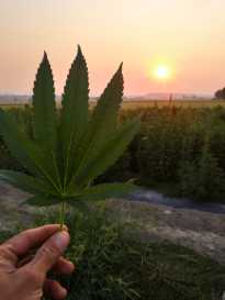 SBreezeco's tweet photo. With 1000's of cannabinoid products on the market, how can you know which ones will really work for you? Trial and error is expensive &amp; time-consuming.  Now with one test, EndoDNA can match you with the perfect cannabnoid products and put you on the fast track to your best health https://t.co/PMoXVECrFs