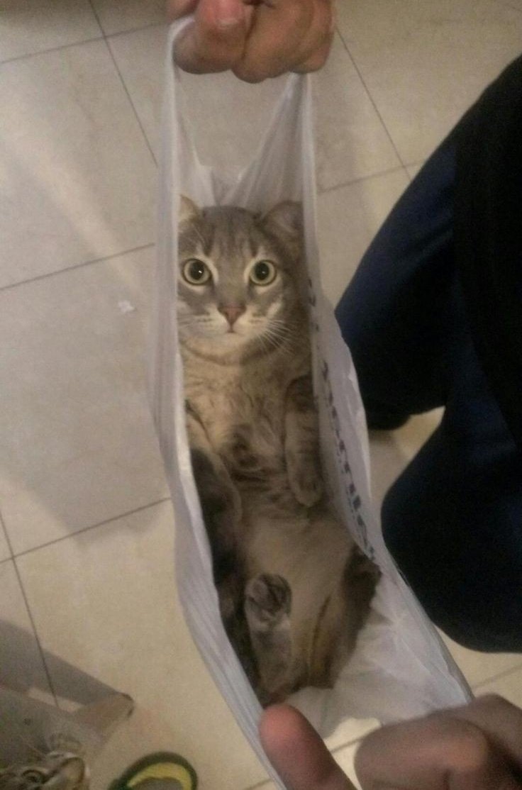 Кот в пакете