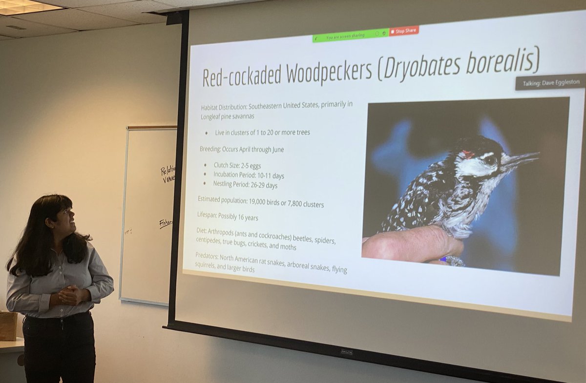SeaPriceNC's tweet photo. What amazing students! Finishing up their semester @_CMAST as part of the @NCAquariumatPKS conservation research team. Thank you @reese_dorroh @barfield_andrew @HeatherMoeller_ Tani Rivas and Ben Rinehart for your hard work and dedication to NC biodiversity. https://t.co/BhqTrFVspD