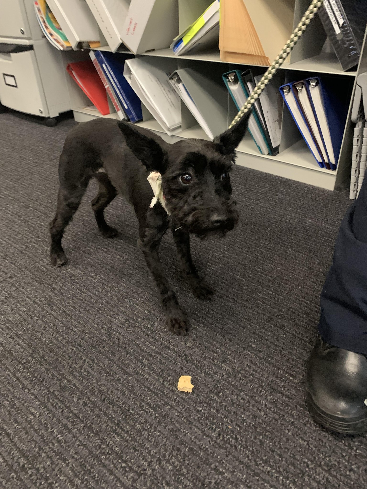 Westerville Police on Twitter "If you know who my owner is please call