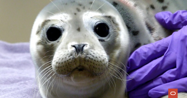 corbettrow's tweet photo. “We’re not just reacting to the inflow of patients, but also proactively becoming part of the solution.” Learn how @TMMC is advancing global ocean #conservation through rescue, rehabilitation, research, and education. Via @ORCLCitizenship. https://t.co/kUbOOvsLeC https://t.co/HGPIRW6ZNr