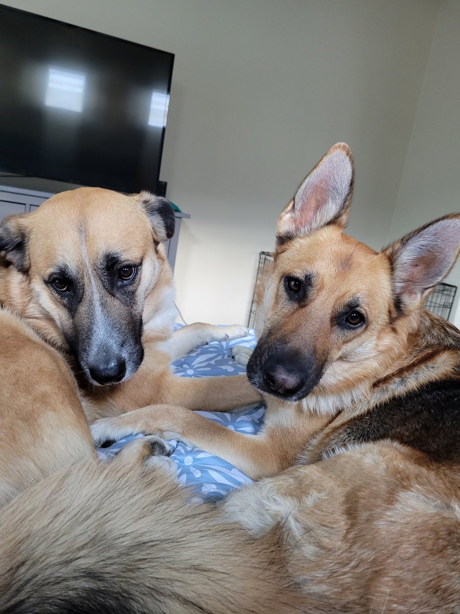 shapirowned's tweet image. 