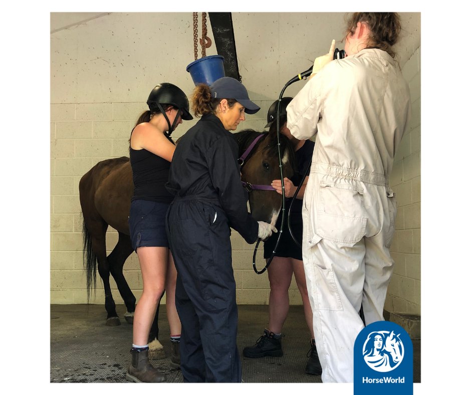 HorseWorldTrust's tweet image. This week is Strangles Awareness Week. Strangles is a highly contagious disease which spreads rapidly between horses, usually through horse-to-horse contact but can also be transmitted on surfaces like buckets, equipment, and hands or clothing. 

#SAW2022  #StampOutStrangles