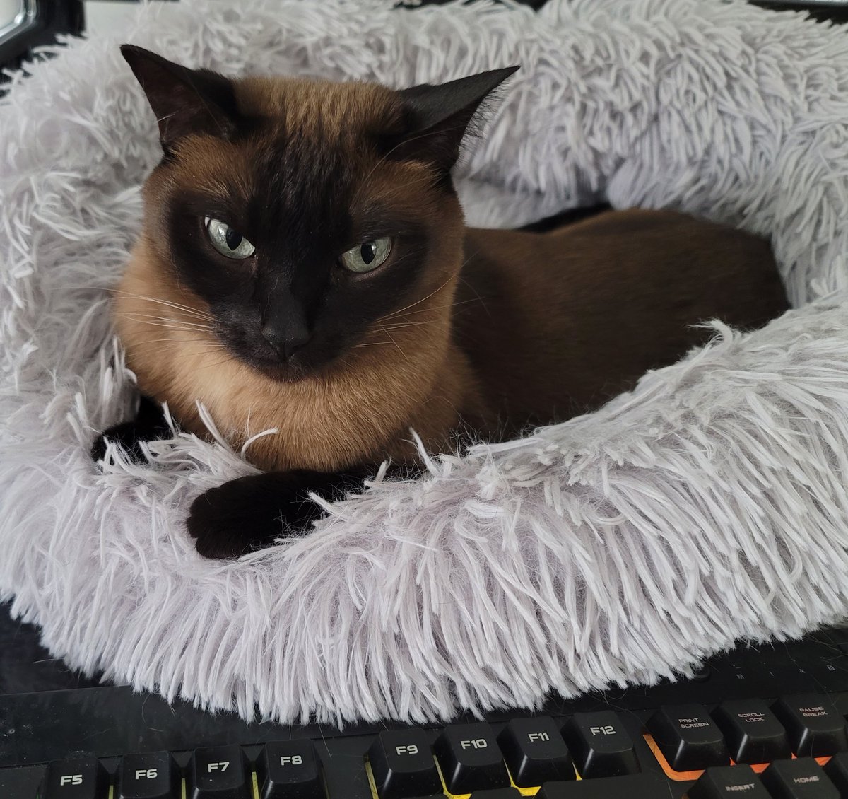ThallidTosser's tweet photo. Awbee overseeing my work this morning. https://t.co/xoFccxvKAd