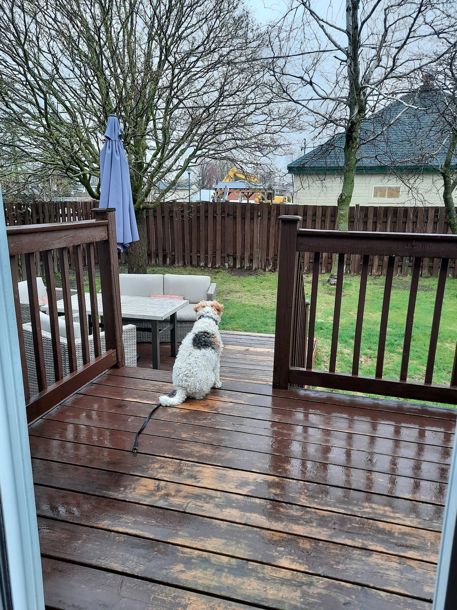 SWirefox's tweet image. There is construction in the street at the back , of course I am supawvising the work and when it is not made correctly I bark at worker ! ~Sakura~