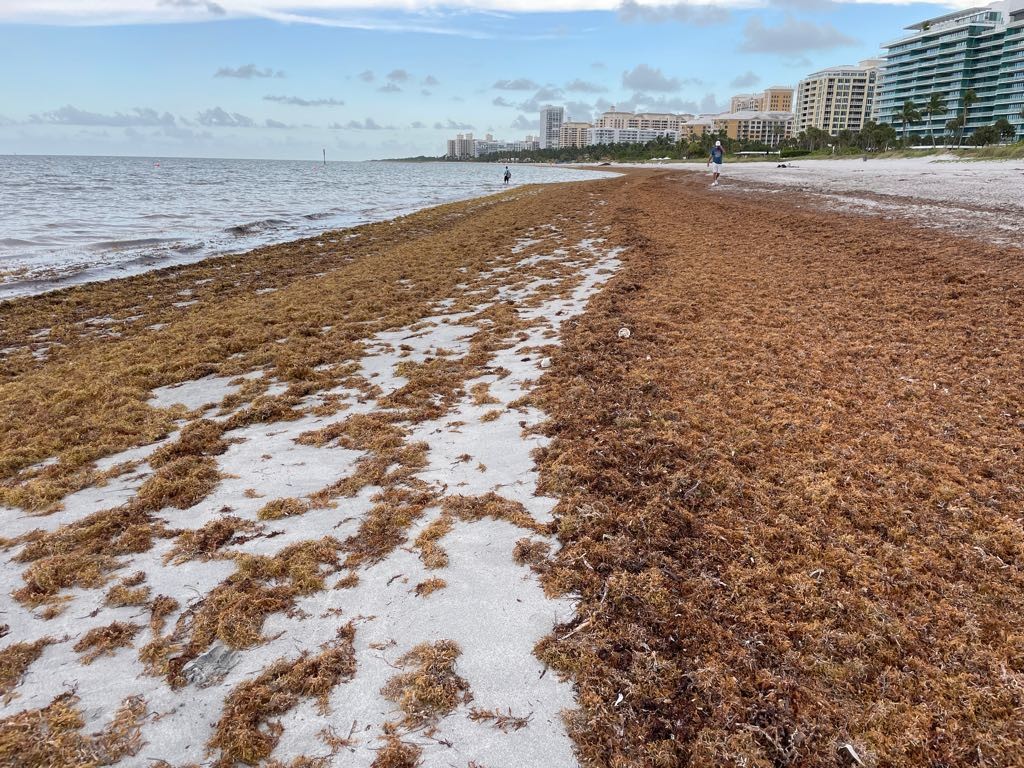SargaMonitoring's tweet photo. 03/05/2022 Key Biscayne Florida USA
#sargasses #sargassum #sargazo #keybiscayne #floridakey
More pictures and video on the official map2022 
Here ---> https://t.co/c7aot8PCKx https://t.co/j01QZCItcf