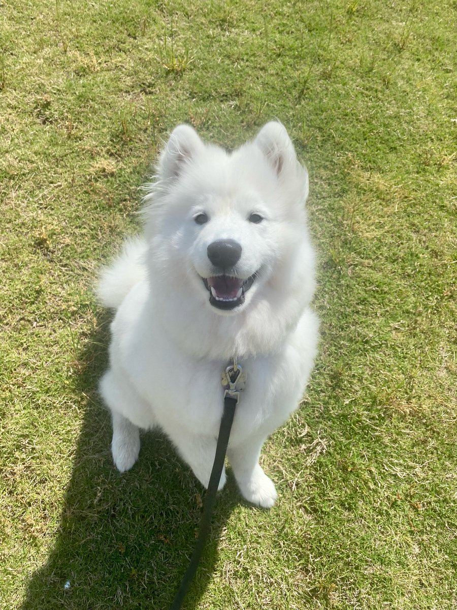areyouunleashed's tweet photo. Welcome to JumpStart, Miss Maisie!! ☁️🐾😊 https://t.co/RzqZmlkAvm