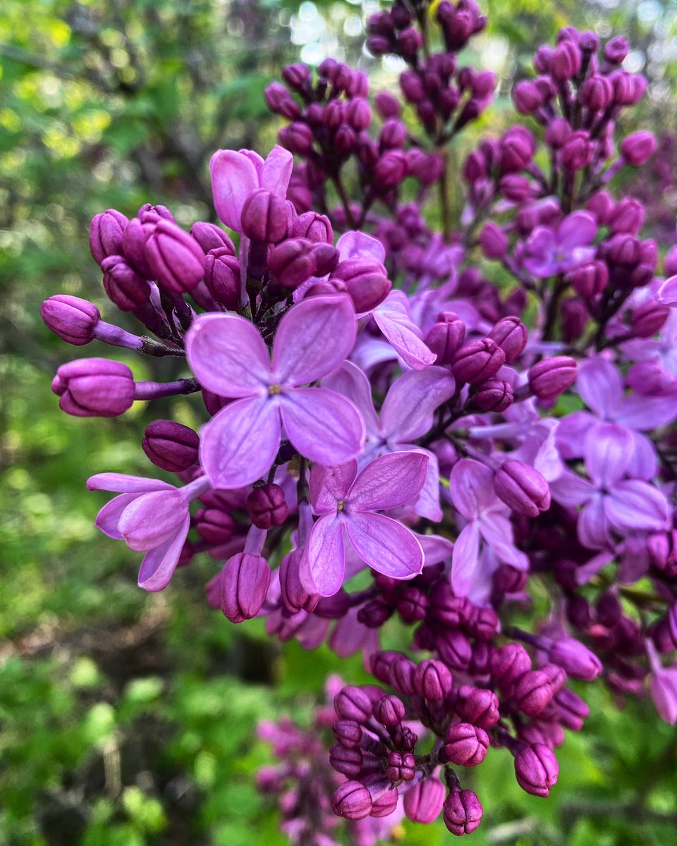 mvh_art's tweet photo. Yesterday I had a lovely meander through Highland Park. Early spring is my most favorite time to go. 😍 #roc #NaturePhotography #exploreroc https://t.co/mBLlUrGwzc
