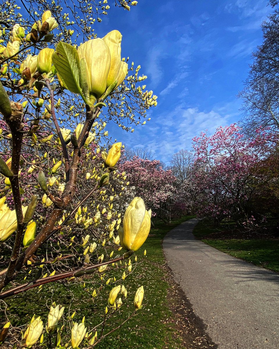 mvh_art's tweet photo. Yesterday I had a lovely meander through Highland Park. Early spring is my most favorite time to go. 😍 #roc #NaturePhotography #exploreroc https://t.co/mBLlUrGwzc