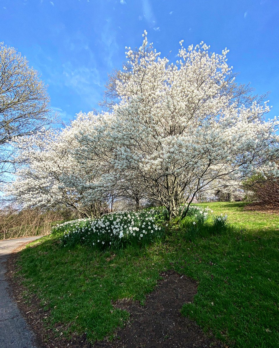 mvh_art's tweet photo. Yesterday I had a lovely meander through Highland Park. Early spring is my most favorite time to go. 😍 #roc #NaturePhotography #exploreroc https://t.co/mBLlUrGwzc