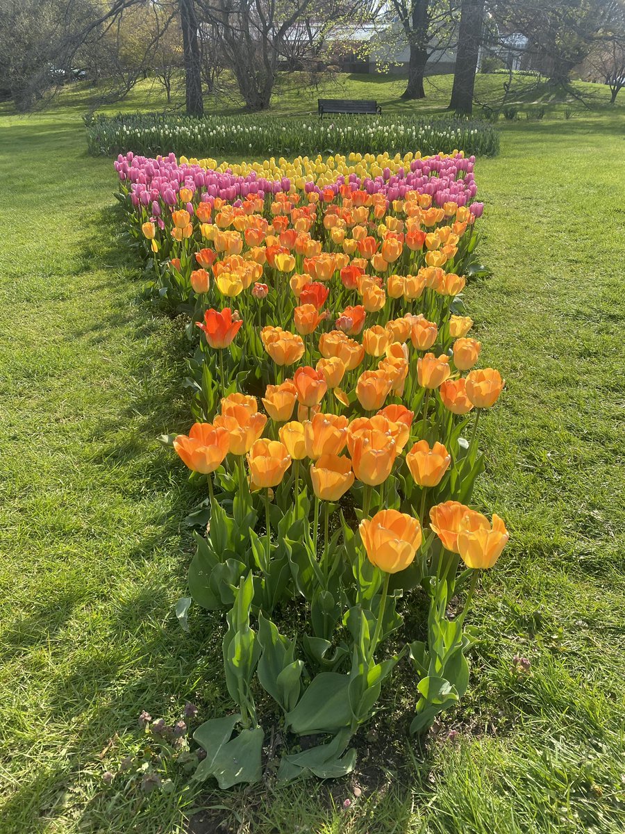 mvh_art's tweet photo. Yesterday I had a lovely meander through Highland Park. Early spring is my most favorite time to go. 😍 #roc #NaturePhotography #exploreroc https://t.co/mBLlUrGwzc
