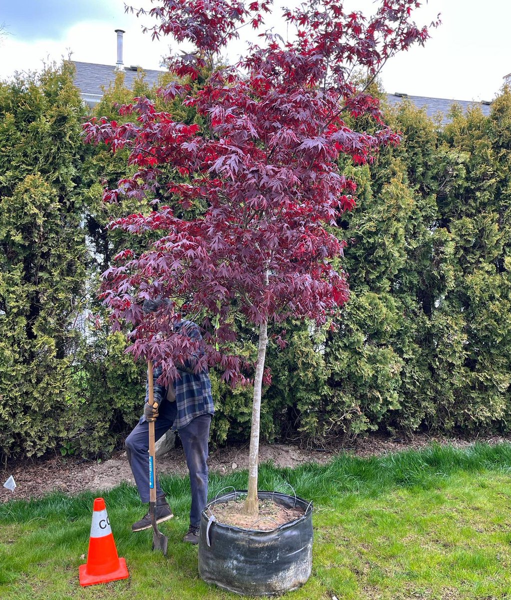 YVR Tree Care tweet media
