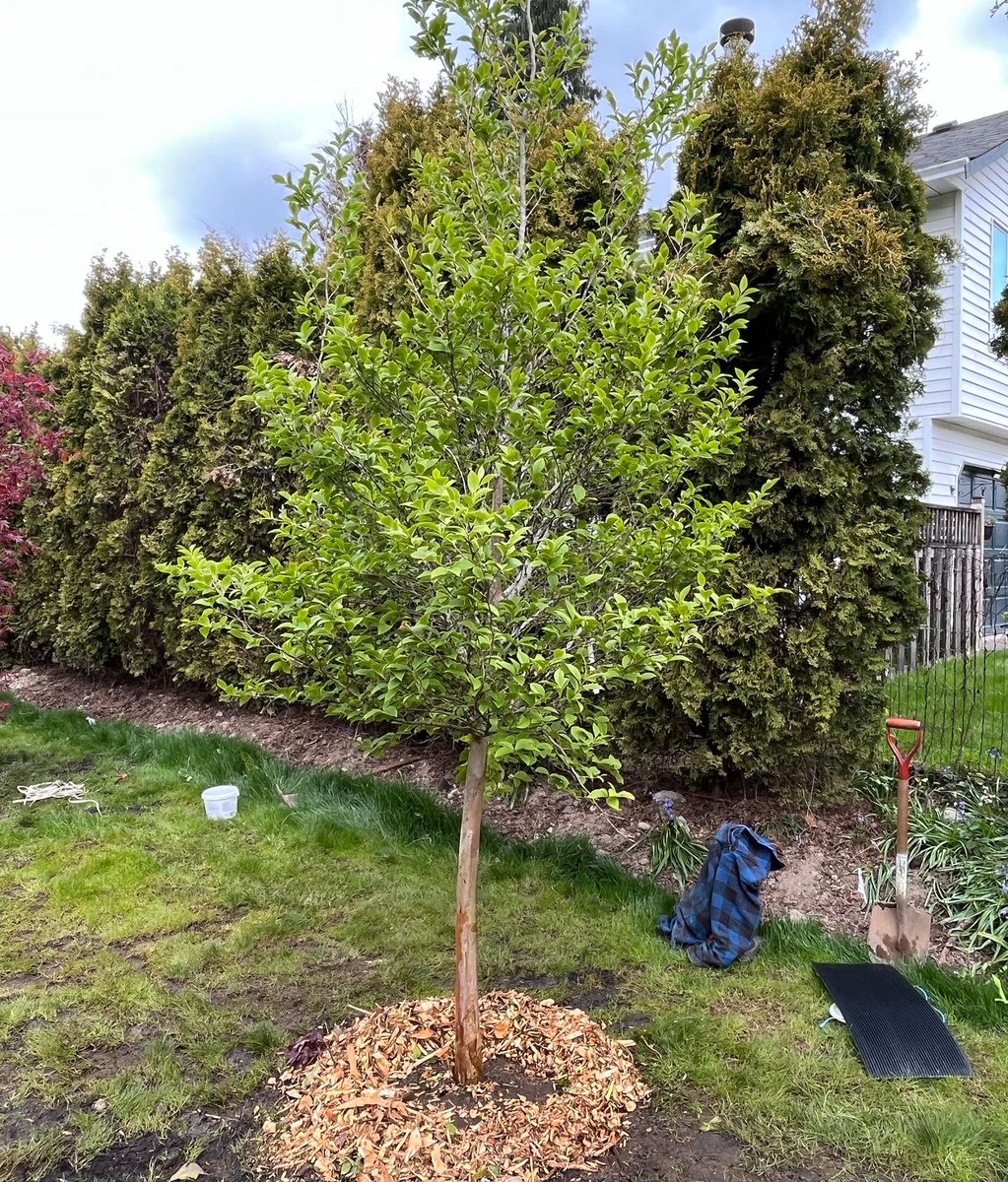 YVR Tree Care tweet media