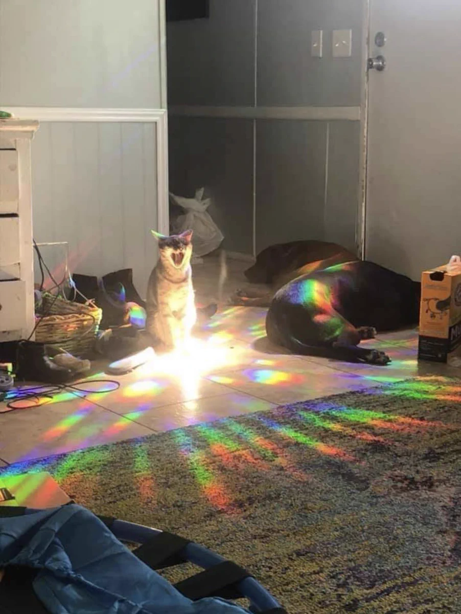 後ろを振り返るとそこには…。レベルアップしている猫がいた！