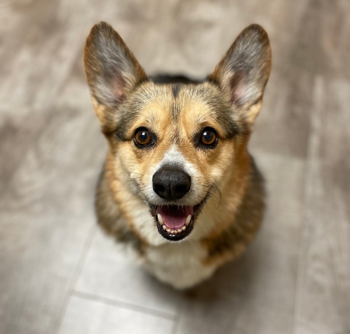 Legend has it, Auggie has supersonic hearing! #VCAPets