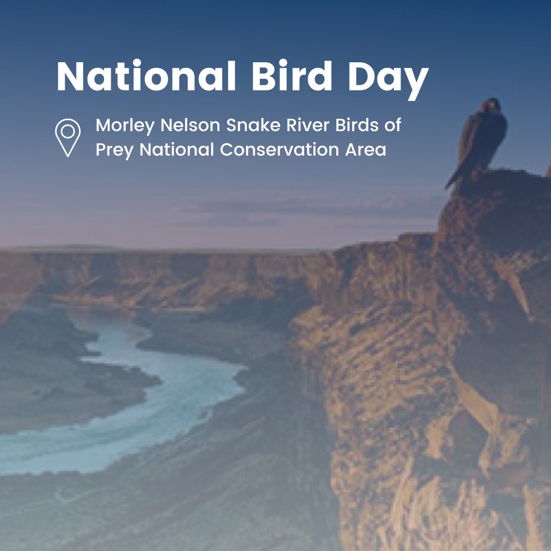 Wildnote tweet media