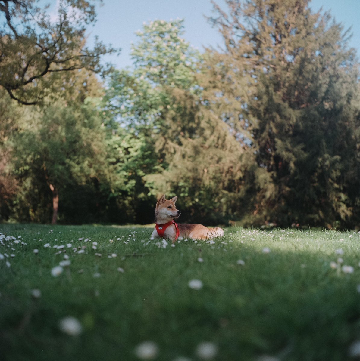 dompuerta's tweet photo. #portra400 #yashicamat124g #120film https://t.co/3weM4L6f4N