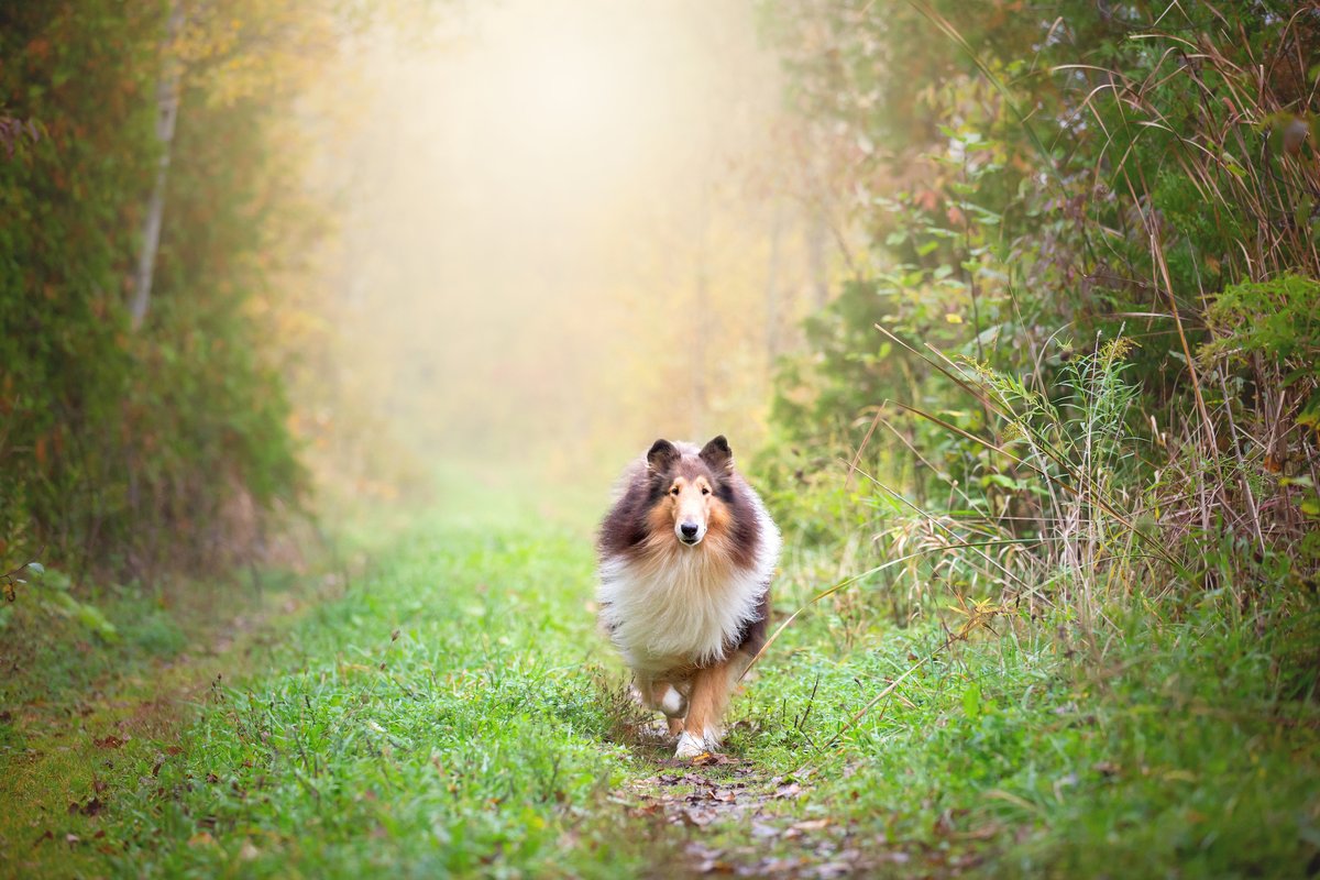 “Make each day your masterpiece.” – John Wooden

#WednesdayWisdom 

📸: CKC member Amanda Macleod