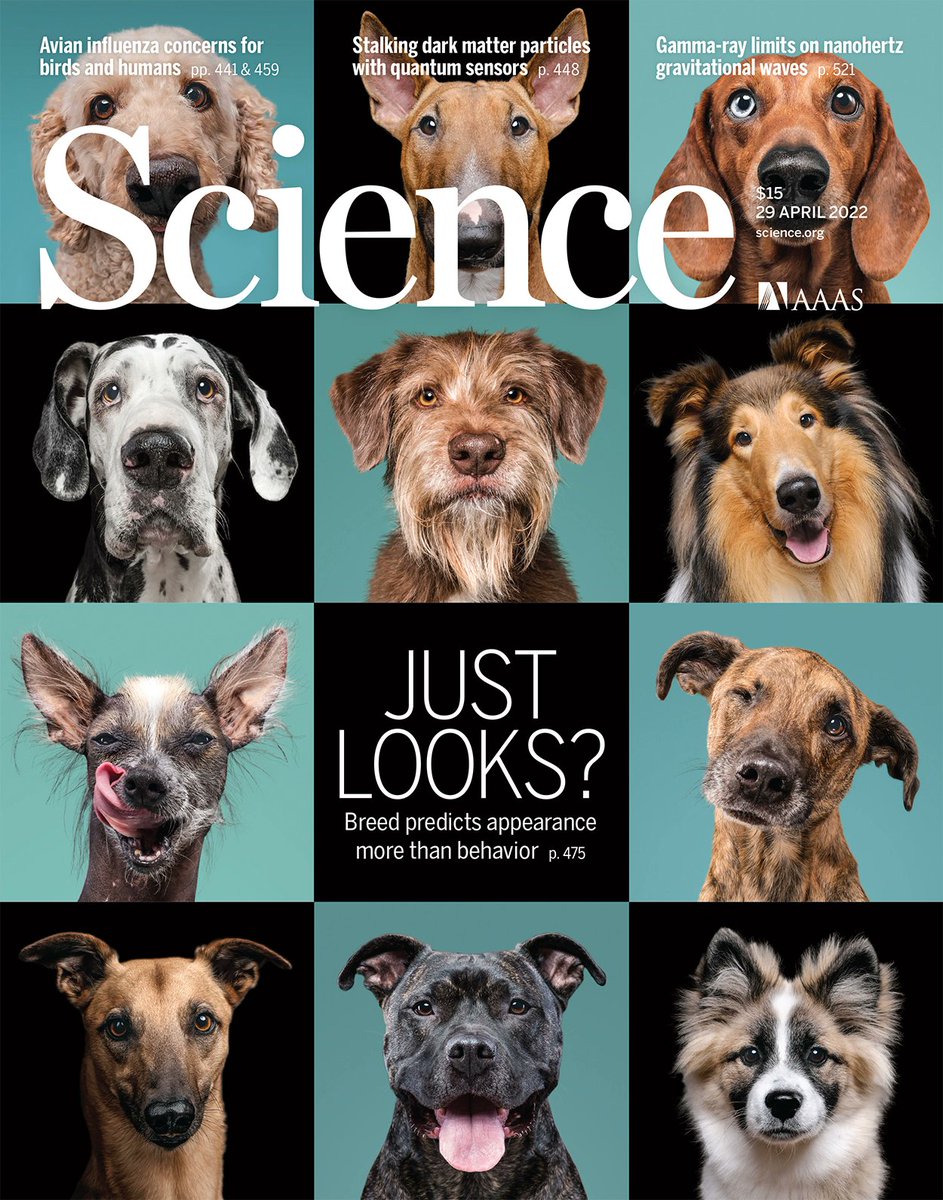 illumina's tweet photo. Pawsitively amazing: Did you know, a dog's breed is generally a poor predictor of their behavior? Using Illumina’s genotyping, @ScienceMagazine explains how behavior perceptions are derived from thousands of years of polygenic adaption: https://t.co/AdnNLRVmE1 #DogBreed #Genomics https://t.co/yczOFr02by