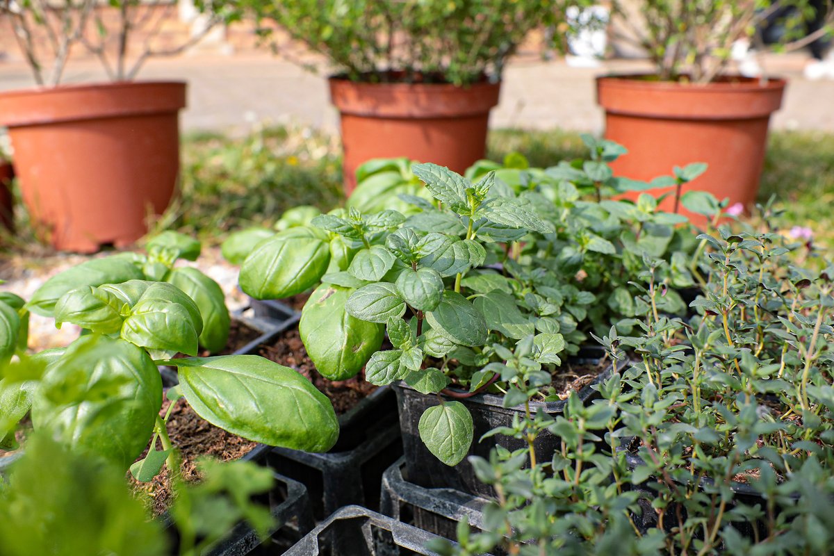 VilledeTroyes's tweet photo. 2/2 🌱 #Plantations d'herbes aromatiques, création de #jardinières, plantations de fleurs, autant d'activités qui ont pour but d'embellir le cadre de vie notamment à la salle multi-activités des #Vassaules, à la #RPA des #Érables ou encore à la Maison de quartier des #Marots. https://t.co/HiDpxHwYuy
