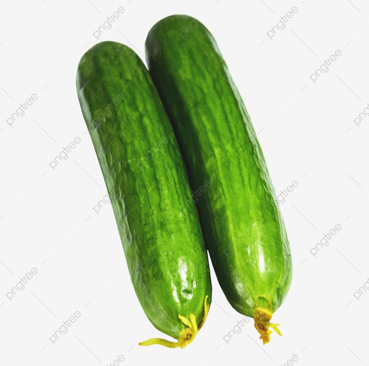 alshaeer_bh's tweet image. برّوك بوخيارتين، اللي تعود على العهر وطول لسانه اللي يبيله قص، الظاهر ما تكفيه الخيارتين ومحتاج لخازوق أكبر يريحه ويريح الرقلة اللي بيتسبب عليه #قطر