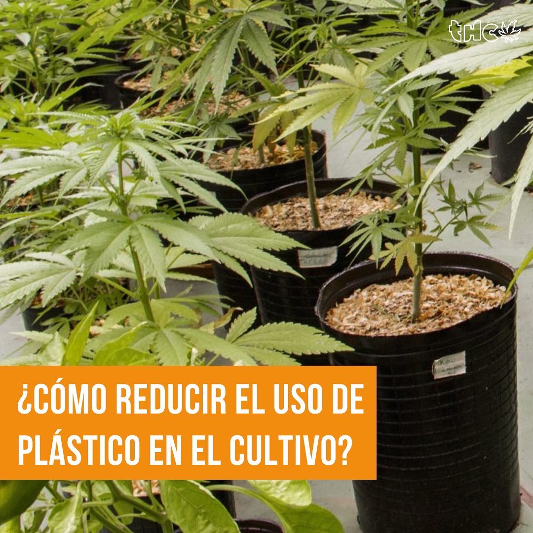 revistaTHC's tweet photo. ¿CÓMO REDUCIR EL USO DE PLÁSTICO EN EL CULTIVO? ♻️🌎👏

☀️ Si cultivamos en exterior, el uso de macetas plásticas es casi universal por su resistencia, precio y variedad de tamaños https://t.co/4v4rHrU9tD