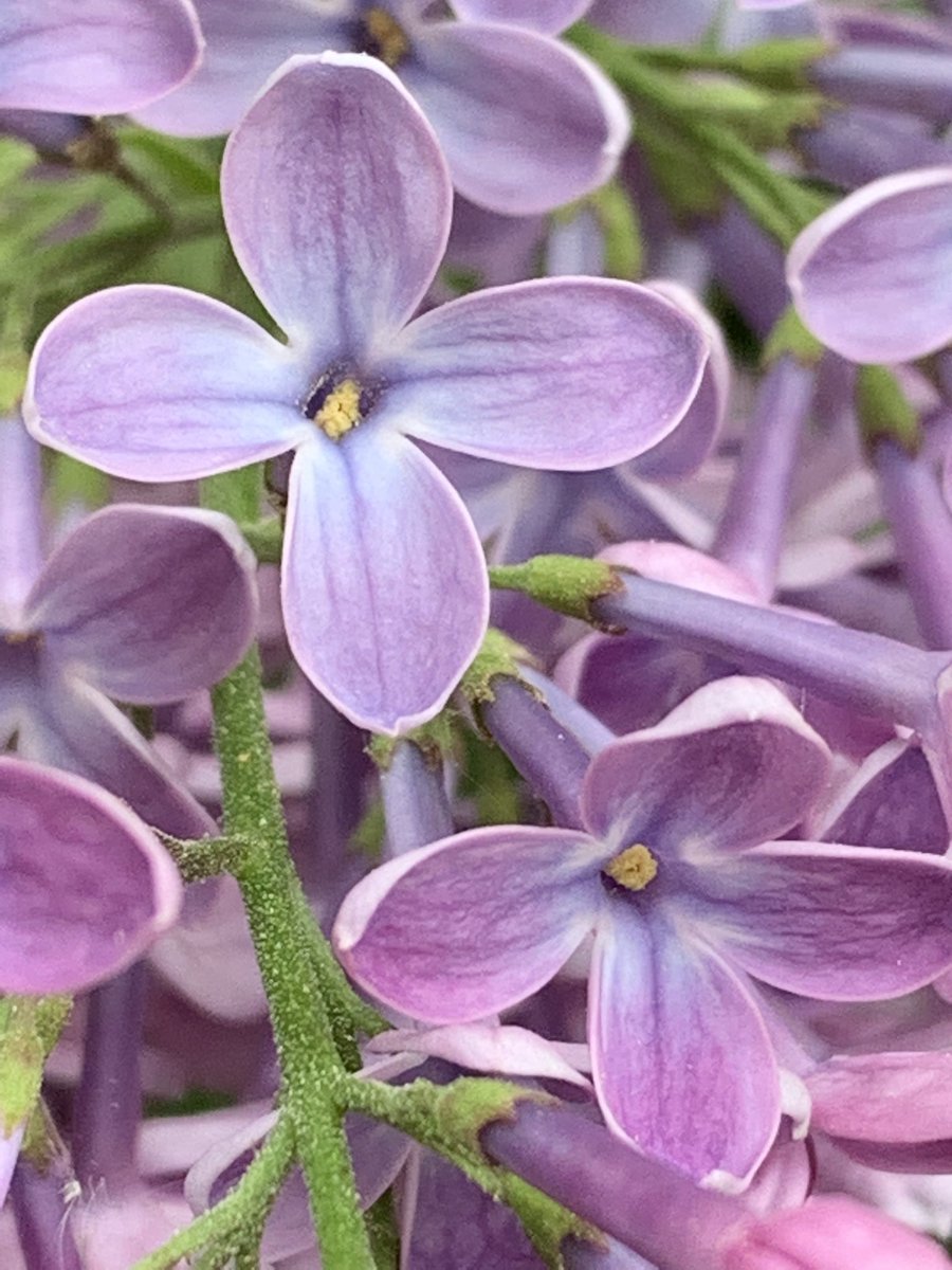 Funkelschoen's tweet image. #MakeOff #FliederFotografie #fotografie #Natur #Flowers #NaturePhotography