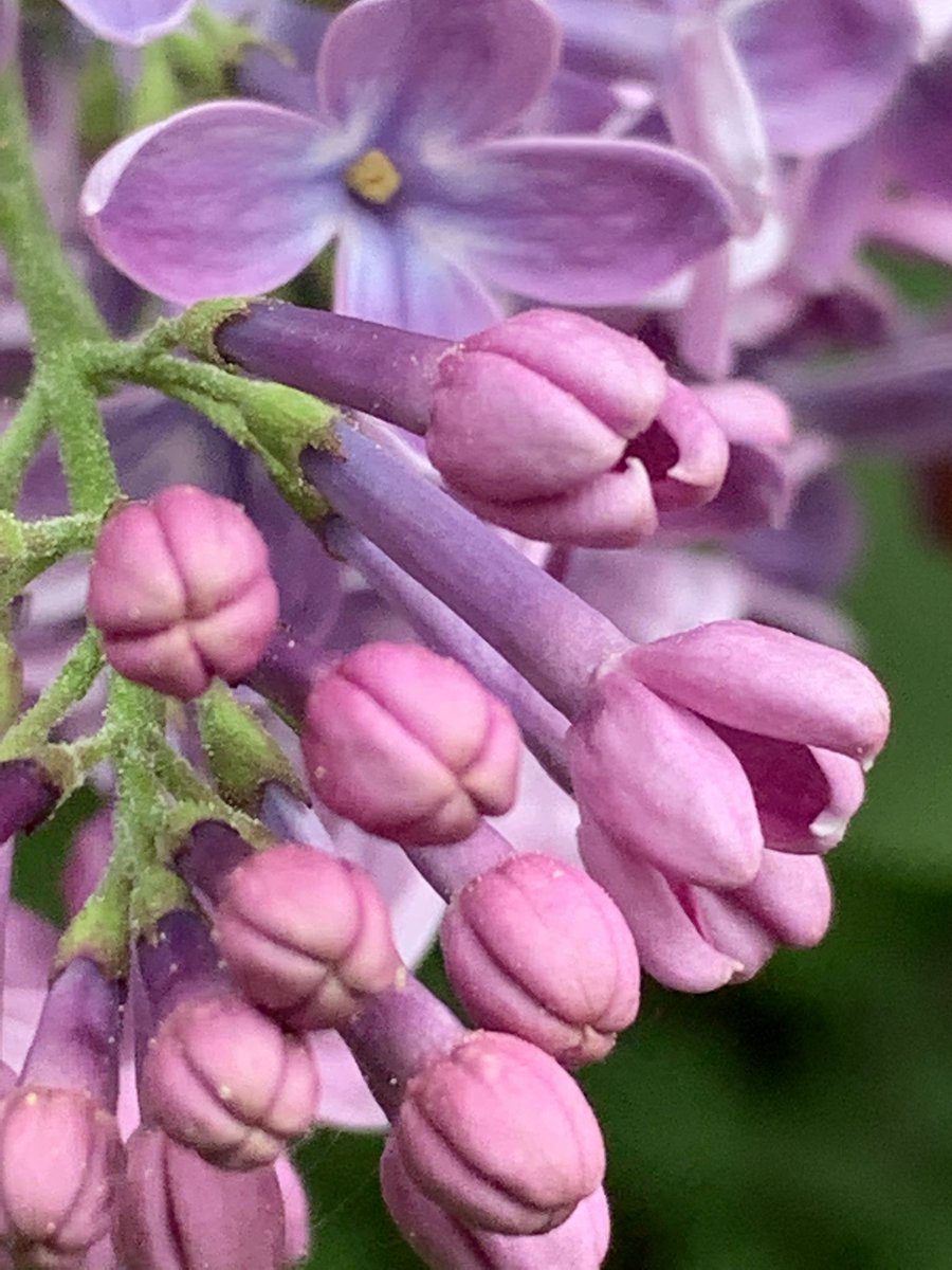 Funkelschoen's tweet image. #MakeOff #FliederFotografie #fotografie #Natur #Flowers #NaturePhotography
