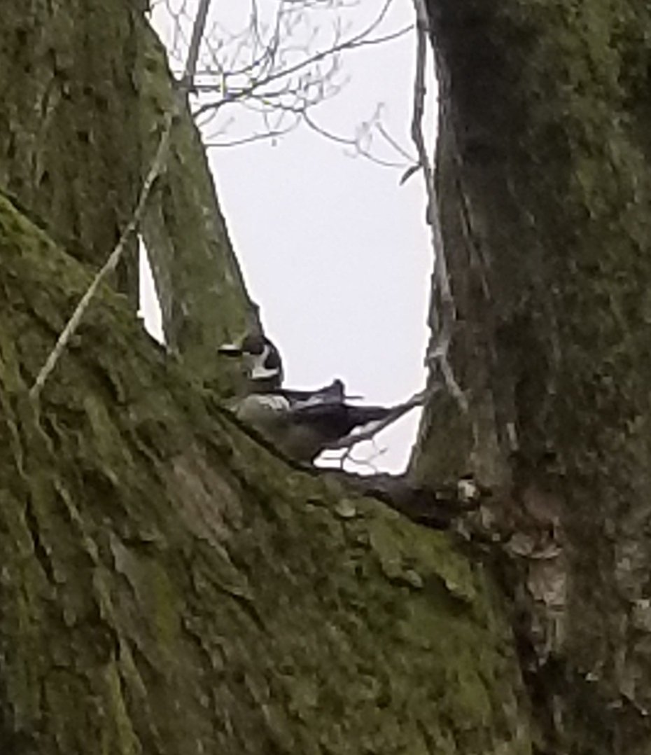 AnitavanHit's tweet image. Can somebody tell me what kind of bird this is?