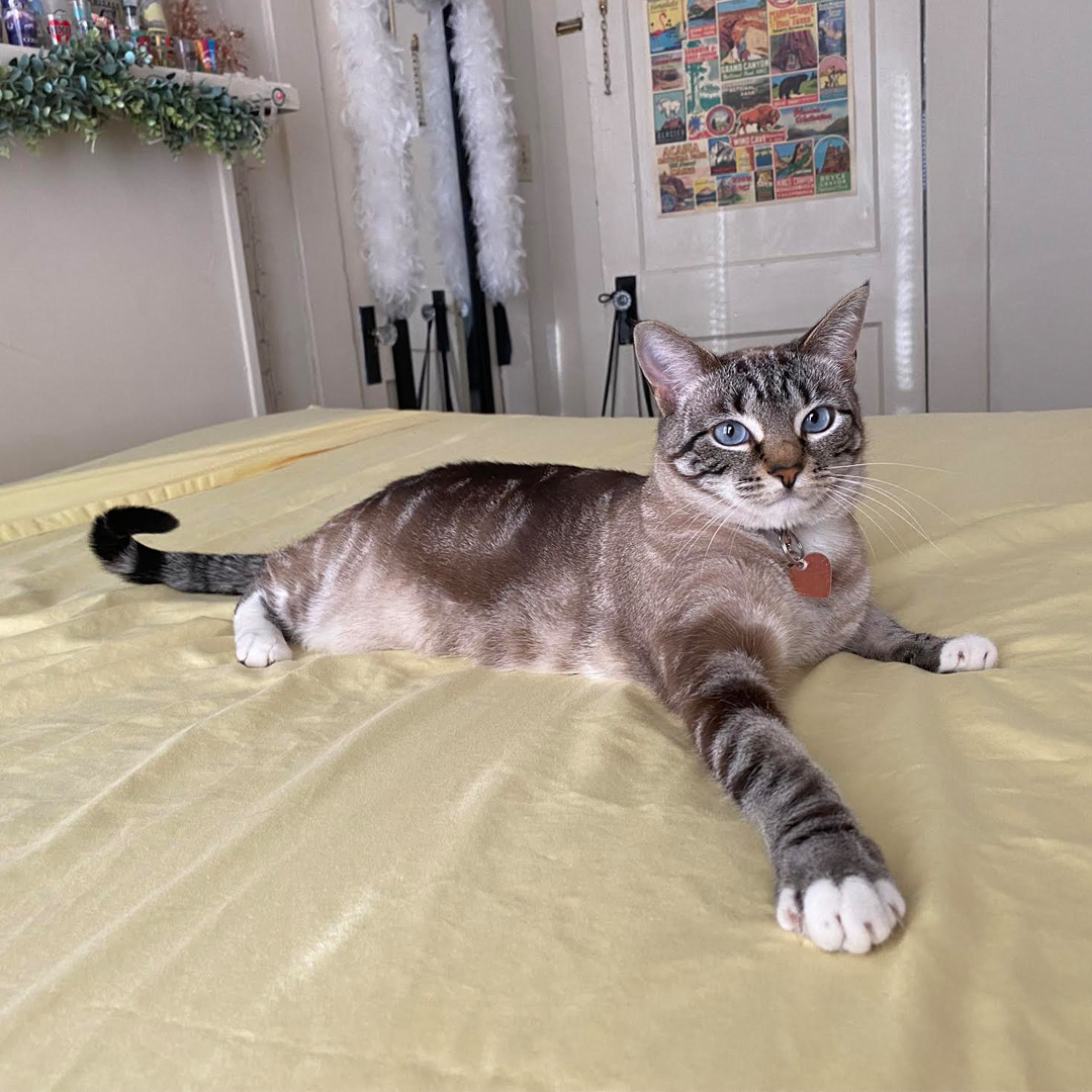 Nothing much, just thinking about how much my family loves me this National Pet Month! 🐶❤️ #NationalPetMonth