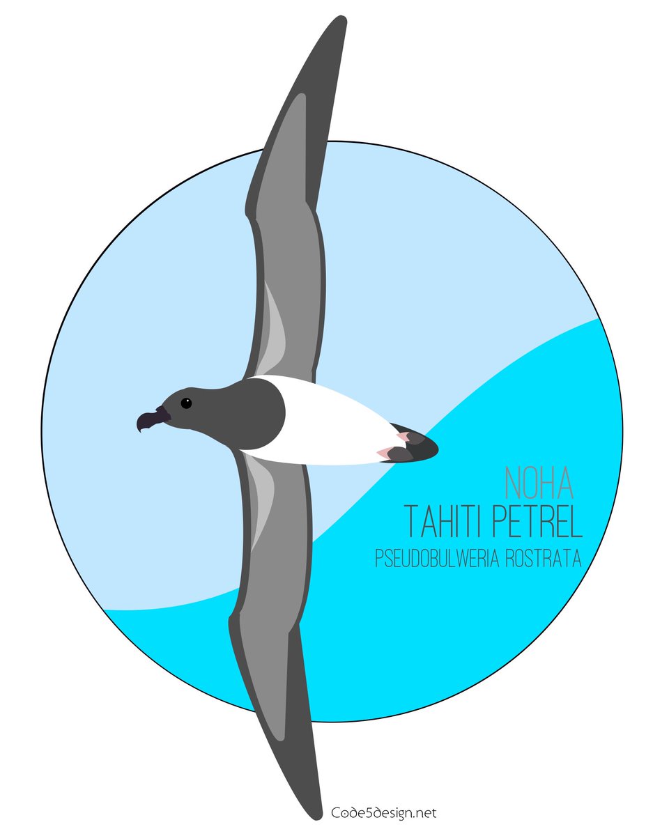 Noha range throughout the tropical #pacific- best surviving member of a genus that used to be in the Atlantic as well! #seabirds