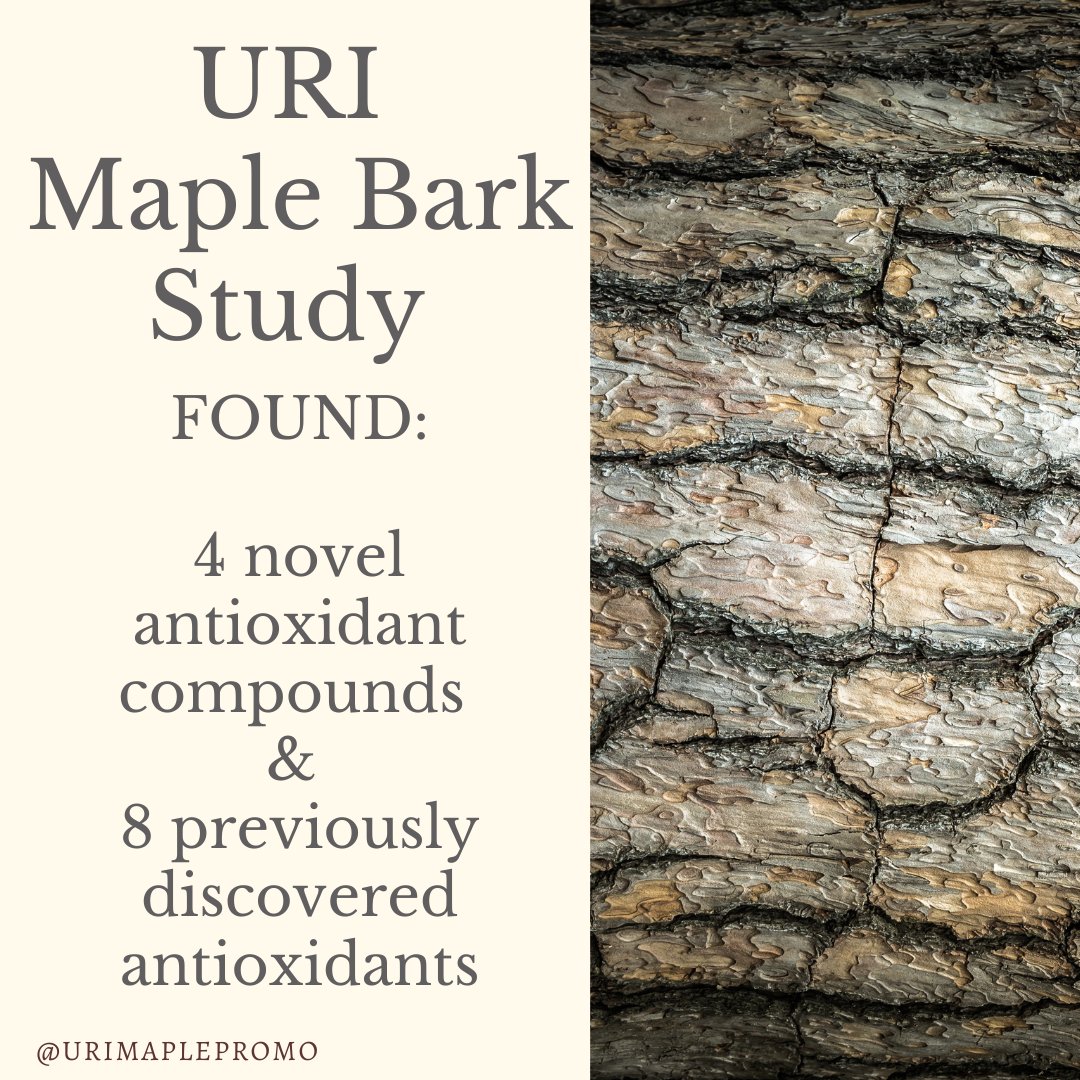 MapleURI1's tweet photo. A University of Rhode Island targeted research investigation looked into the bark of the maple tree. 
By extraction and isolation of the molecules in the bark, the findings of this study showed 4 novel antioxidant compounds, along with 8 previously discovered antioxidants. https://t.co/Cfer1Ix4sg