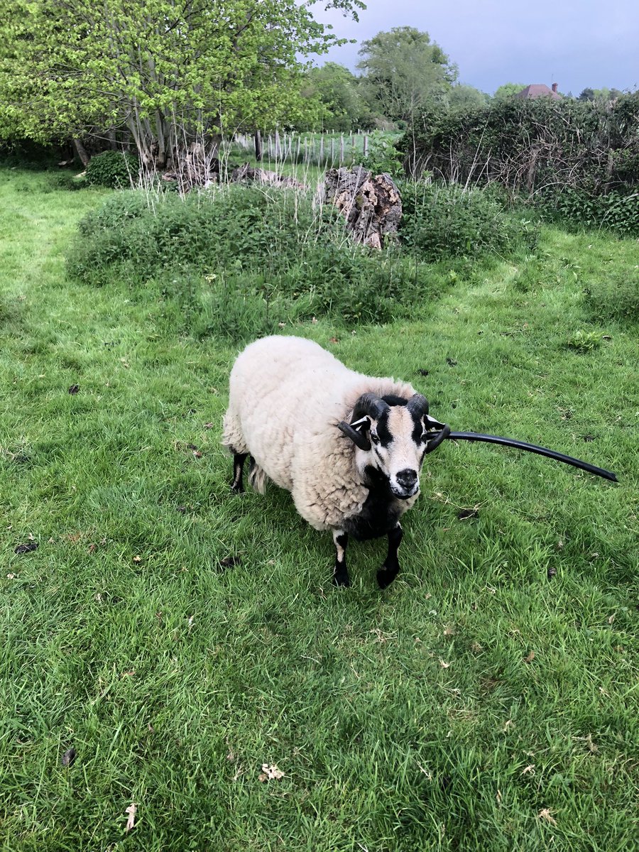 Defenderdriver7's tweet image. #Sheep! Never fail to come up with new ways to amaze / infuriate you!