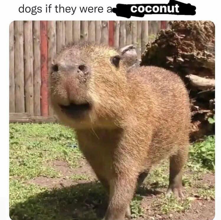 CAPYBARA_MAN's tweet photo. coconut dog https://t.co/uIpODIWY6d