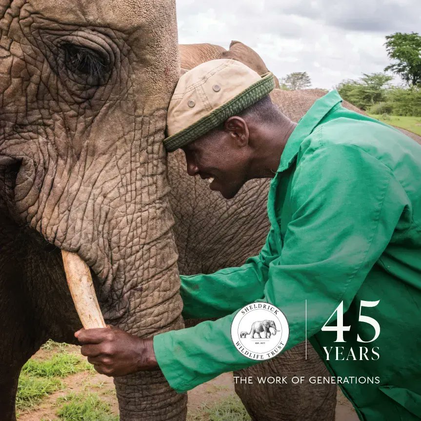 In honour of our milestone anniversary, we are proud to share a new publication celebrating 45 years of conservation. Discover the legacy your donations are helping to fund *right now* by taking a read at: sheldrickwildlifetrust.org/news/updates/4…