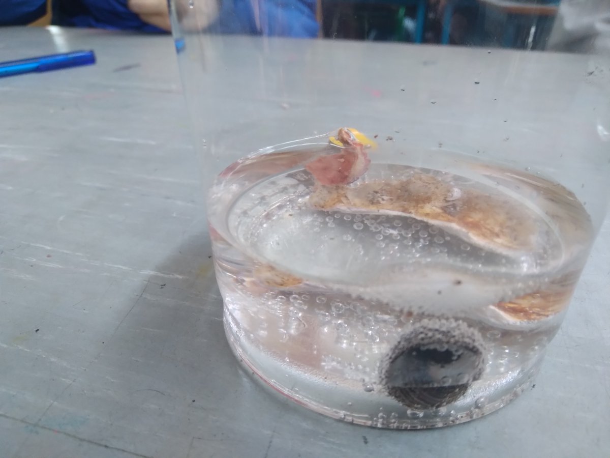 sea_synergy's tweet photo. Brilliant visit to Holy Family School Tralee! Aquarium set up☑️ Ocean Acidification Experiments☑️ Excited to return in two weeks to check up on the experiments and aquarium!
#Seasynergy #ExplorersEducationProgramme #OceanChampionsAwards #MarineInstitute @MarineInst https://t.co/zNKUF7CB54