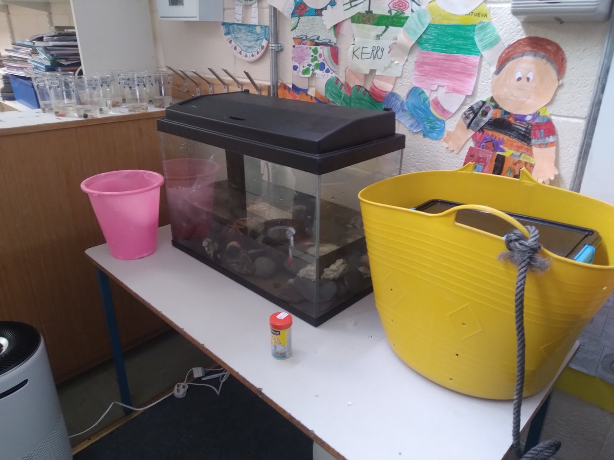 sea_synergy's tweet photo. Brilliant visit to Holy Family School Tralee! Aquarium set up☑️ Ocean Acidification Experiments☑️ Excited to return in two weeks to check up on the experiments and aquarium!
#Seasynergy #ExplorersEducationProgramme #OceanChampionsAwards #MarineInstitute @MarineInst https://t.co/zNKUF7CB54