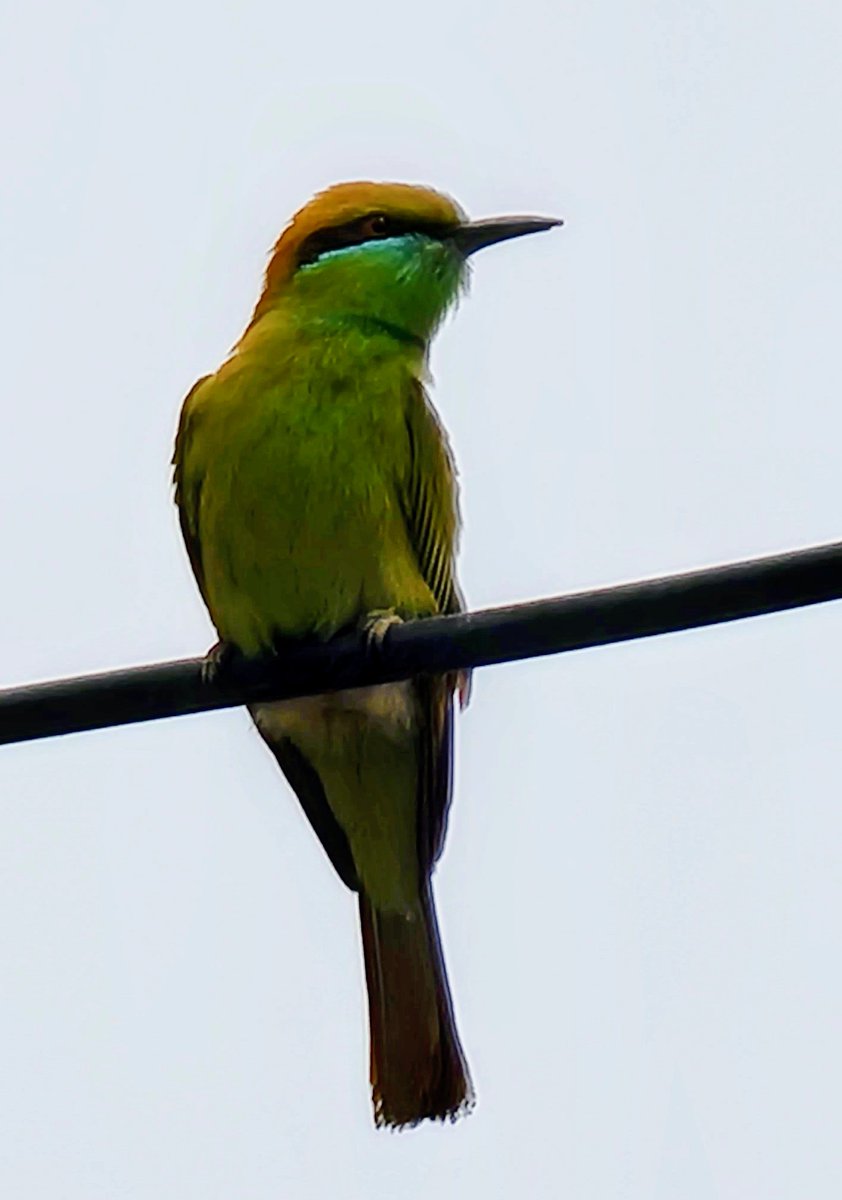jzee62's tweet photo. Asian green bee-eater
#beeeater #birdsofinstagram #birdsofislamabad #birdsofpakistan #birdphotography #bird #coloursofnature #colorsofnature https://t.co/OY6eR0qgQ0