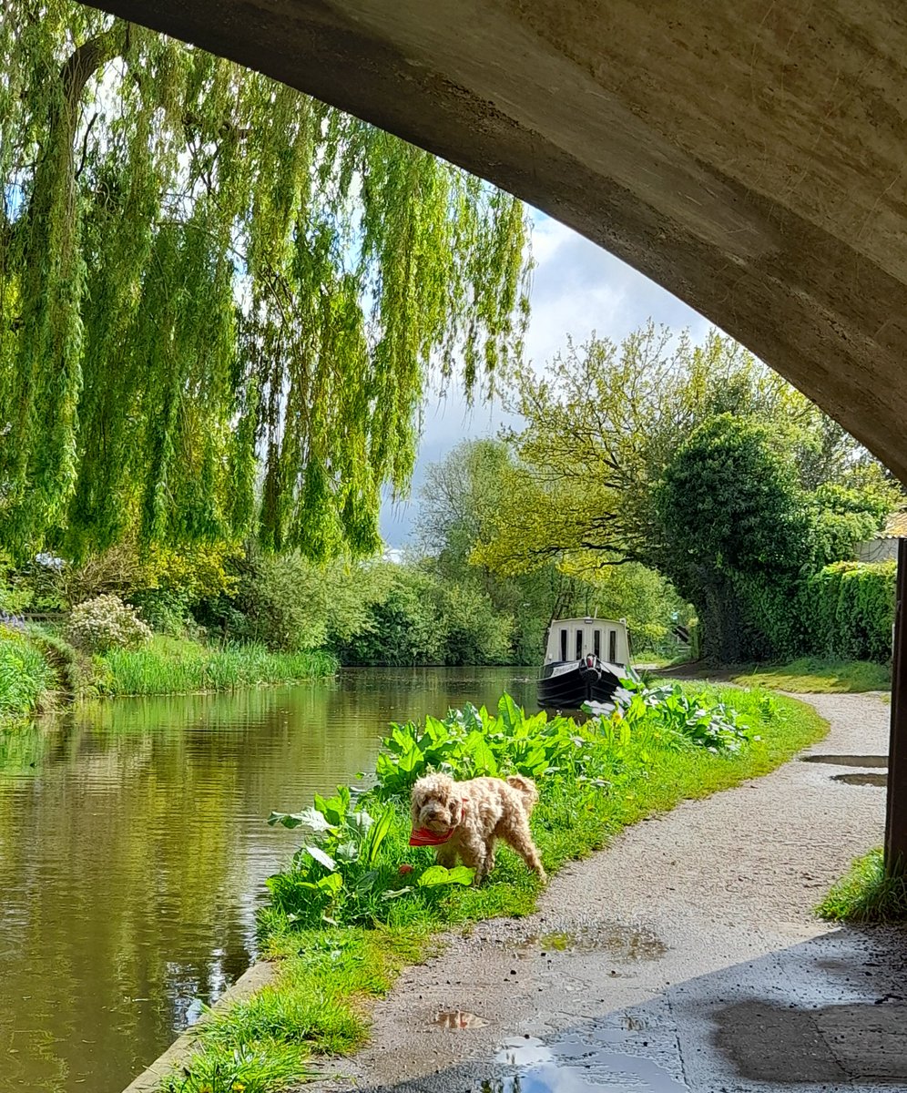 CRRESmodel's tweet image. So enjoying resuming life afloat... If any CRRES trained EPs in easy reach of the Trent and Mersey Canal fancy a cuppa + a catch up - you'd be welcome aboard, as long as Humpty can have a cuddle + ideally (in his view) sit on your lap! #TwitterEPs