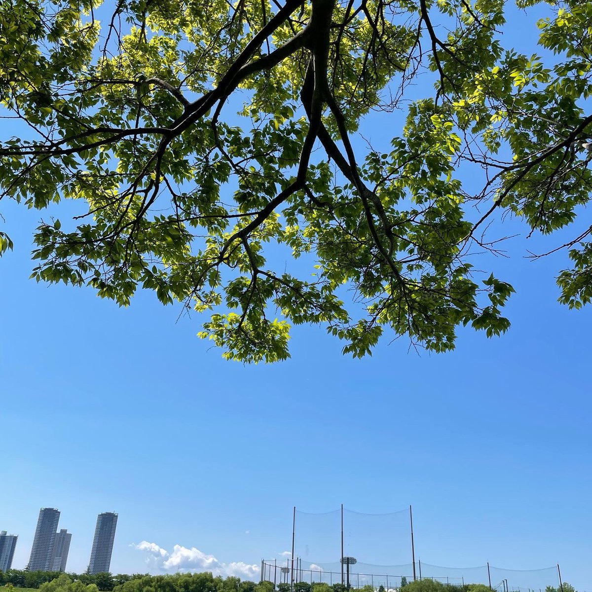 ssabcy's tweet photo. 次女とガサガサ 行きました
ノープランでしたが
たまたま丁度よい場所に辿り着きました
小一時間ほど勝手気ままに
時々協力して愉しみましたよ😄
何匹かは連れ帰って
只今はベランダのビオトープに居ます
ウキゴリ可愛いですね😌
#ガサガサ
#多摩川
#ウキゴリ https://t.co/A4LHxnG7lC