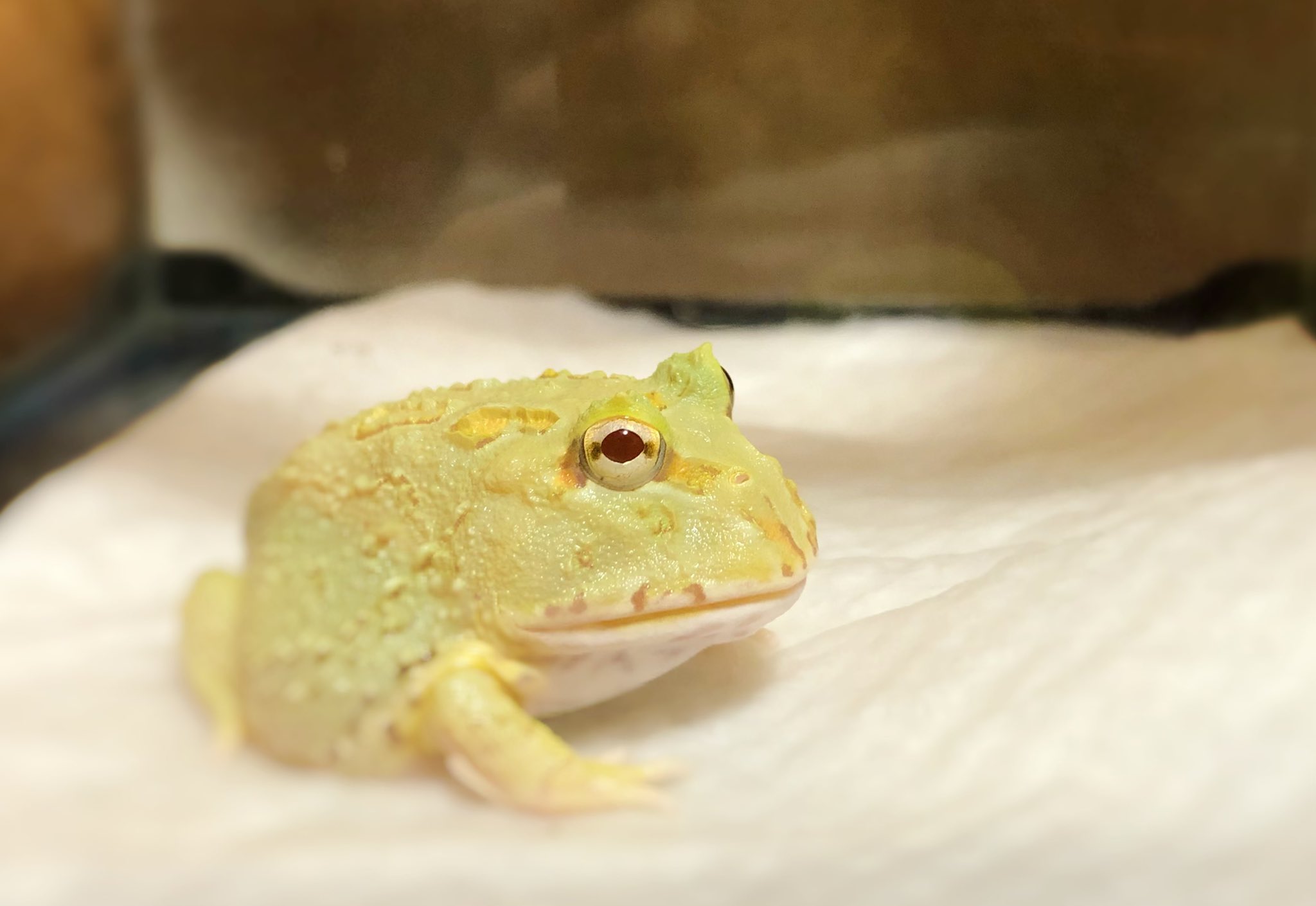 ムンバイ あの ツノガエルっていう可愛いカエル知ってますか ぷくぷくもちもちの最高に可愛いカエルなんです 飛びかかってこないのでカエル苦手な人でも安心して見られますよー 可愛さ伝われっっっ ツノガエル クランウェルツノガエル