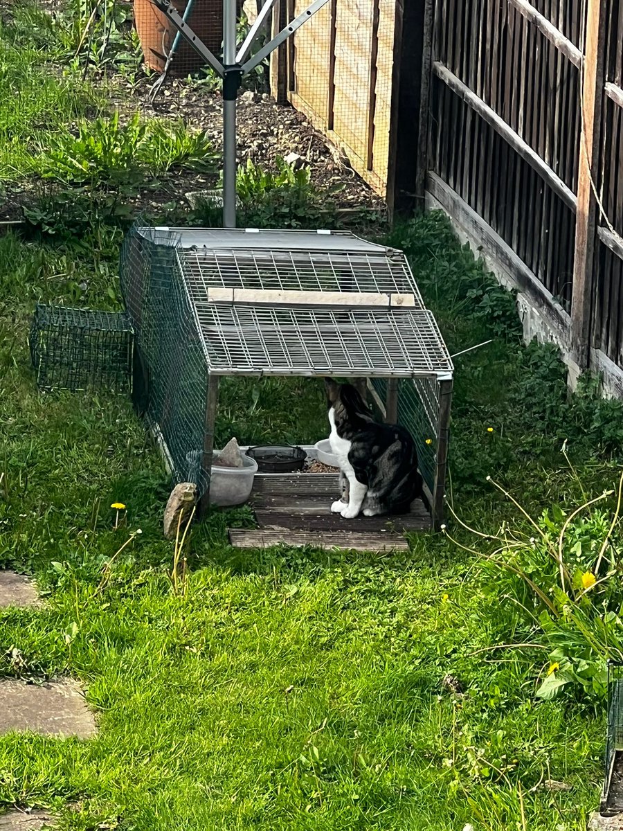 No collar, no identification no nothing. Might start catching these now and taking them to a rescue centre! 😡