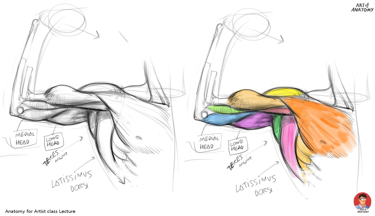 Art_of_Anatomy's tweet photo. วิธีวาดรักแร้  
Lecture เรื่องแขนในคลาส Anatomy for artist.

Anatomy class lecture on how to draw armpits.
#artofanatomy #wannarit #drawing #figuredrawing https://t.co/AlndVCJQdk