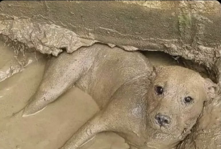 eli_mull's tweet photo. Ariana Grande: why is my food disappearing from my fridge 

Me chillin in her septic tank: https://t.co/x9U5VyXeNX