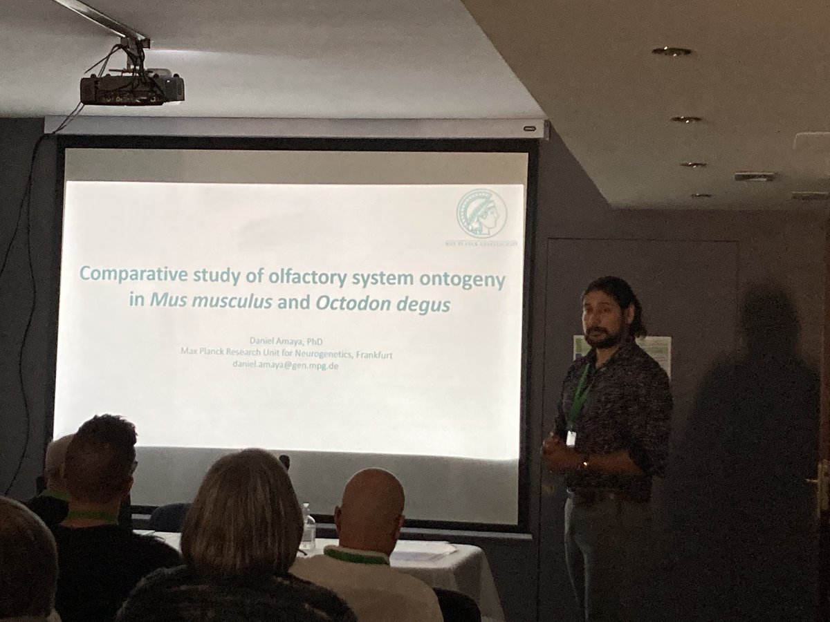 REDOLFATIVA's tweet image. Now let’s jump to #Olfaction in #Mammals with Daniel Amaya “Comparative study of olfactory system ontogeny in mouse and Octogon degus” #JornadasOlfativas
