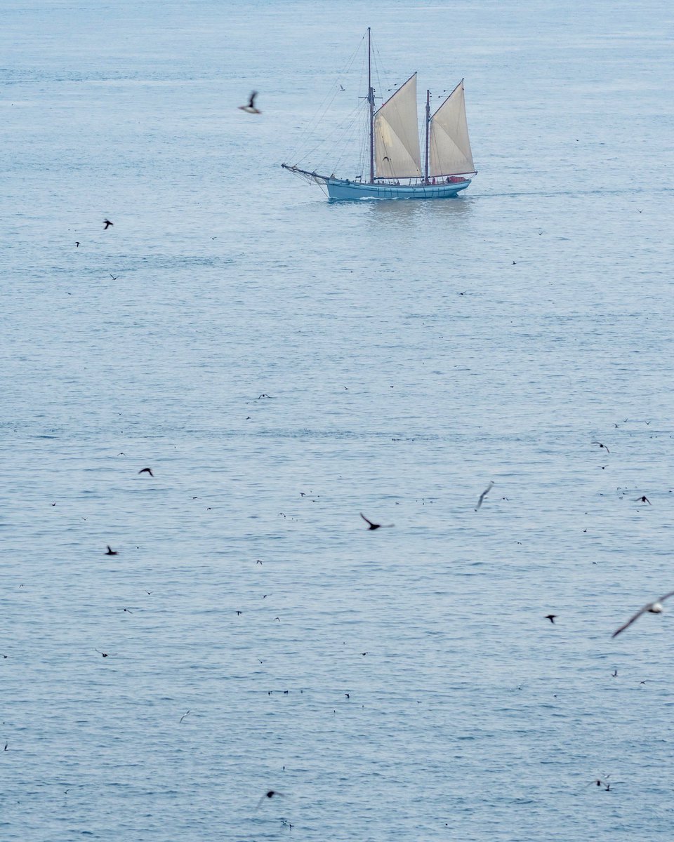 It’s always worth putting the camera away for a bit to enjoy watching what is going on around you (how many seabirds can you count?📷 

#earthcapture #springwatch #BBCWildlifePOTD <a href="/BBCEarth/">BBC Earth</a> <a href="/BBCSpringwatch/">BBC Springwatch</a> <a href="/WTSWW/">WildlifeTrustSWWales 🦡🐬</a> <a href="/Natures_Voice/">RSPB</a> <a href="/skomer_island/">Skomer Island</a> <a href="/visitwales/">Visit Wales 🏴󠁧󠁢󠁷󠁬󠁳󠁿</a> 

instagram.com/p/CdJJq_oqREw/