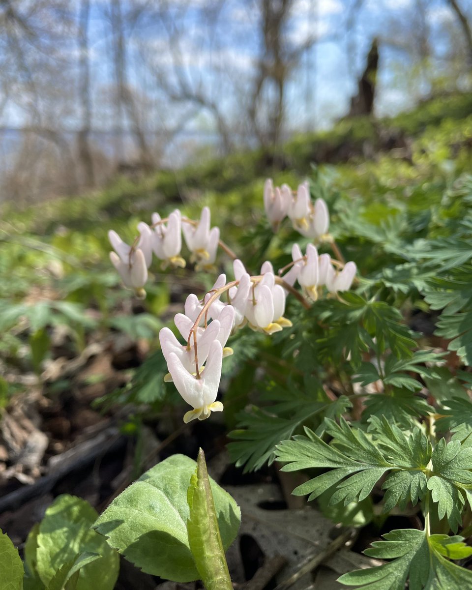 UWMadison's tweet photo. 🌸 #uwspring appreciation tweet 🌷 https://t.co/OWCB8tmzEH
