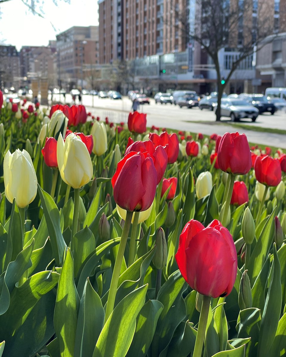 UWMadison's tweet photo. 🌸 #uwspring appreciation tweet 🌷 https://t.co/OWCB8tmzEH